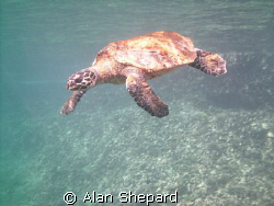 Return of the Hawk bill.  It seems he lived after all.  H... by Alan Shepard 